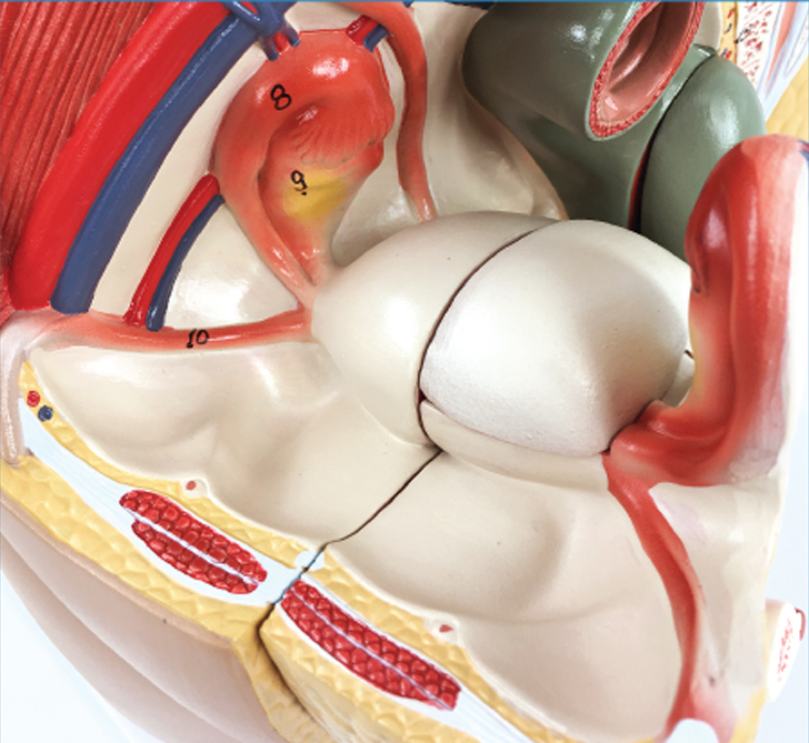 DS-50572 - Female pelvic cavity model, 3 parts Female pelvic cavity model, 3 parts