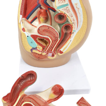 Female pelvic cavity model, 3 parts