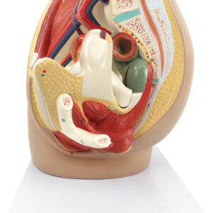 Female pelvic cavity model, 3 parts