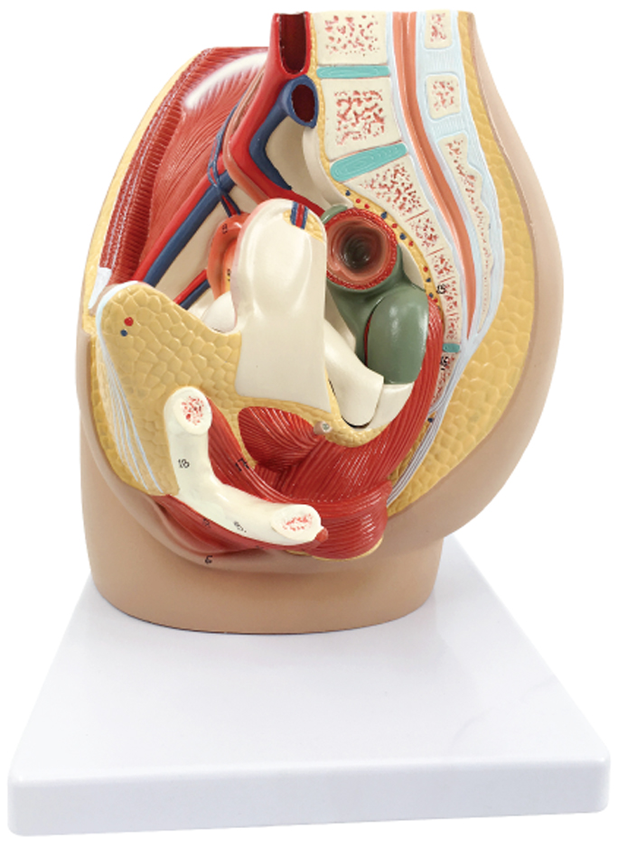 DS-50572 - Female pelvic cavity model, 3 parts Female pelvic cavity model, 3 parts