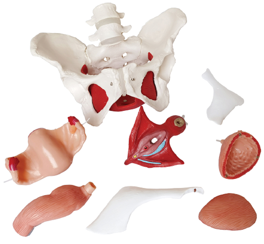 DS-50576 - Female Skeletal Pelvis with Pelvic Floor Muscles, Organs & Lumbar Vertebrae, 8 Parts Female Skeletal Pelvis with Pelvic Floor Muscles, Organs & Lumbar Vertebrae, 8 Parts