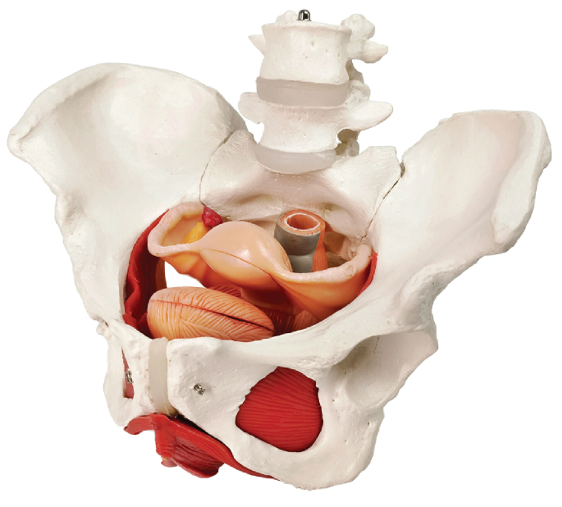 DS-50576 - Female Skeletal Pelvis with Pelvic Floor Muscles, Organs & Lumbar Vertebrae, 8 Parts Female Skeletal Pelvis with Pelvic Floor Muscles, Organs & Lumbar Vertebrae, 8 Parts