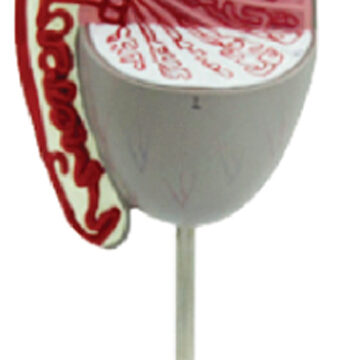 Testis, 10x Enlarged, 1 Part