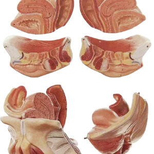 Female Genital Organ, Life Size, on Stand