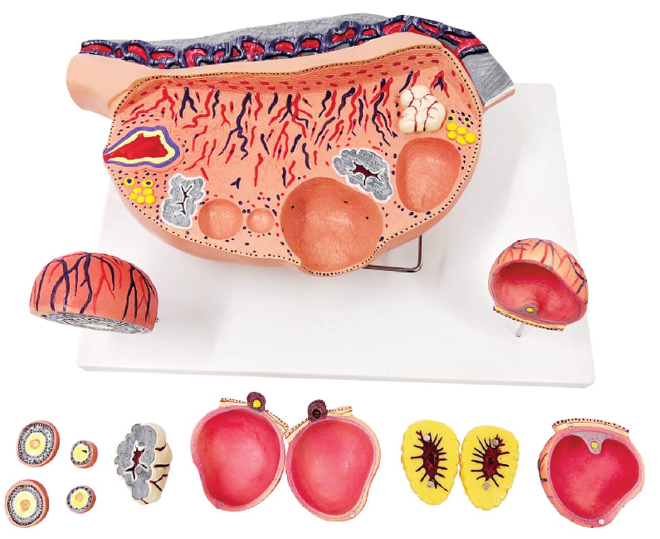 DS-50584 - Ovary with Ovarian Follicles & Ovulation (12× Enlarged), 13 Parts Ovary with Ovarian Follicles & Ovulation (12× Enlarged), 13 Parts