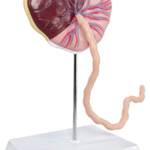 Placenta Model with Removable Umbilical Cord, Life Size, 2 Parts