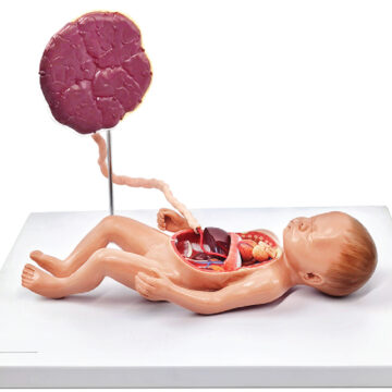Fetal Blood Circulatory System Model, 6 Parts