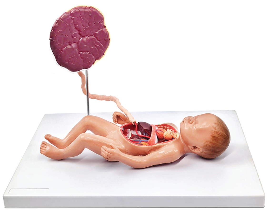 DS-50588 - Fetal Blood Circulatory System Model, 6 Parts Fetal Blood Circulatory System Model, 6 Parts