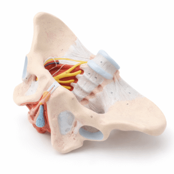 Pelvic Floor Muscle Model
