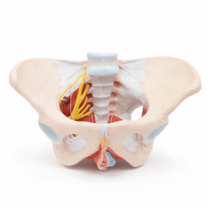 Pelvic Floor Muscle Model