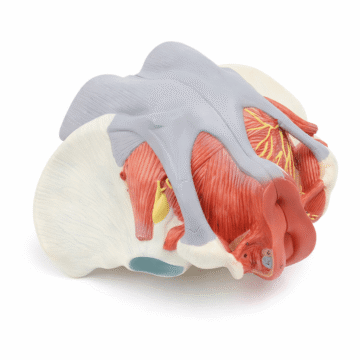Female Pelvis Model, 4 Parts