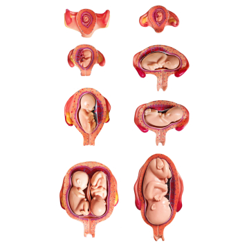 Pregnancy Series, Life Size, 14 Parts