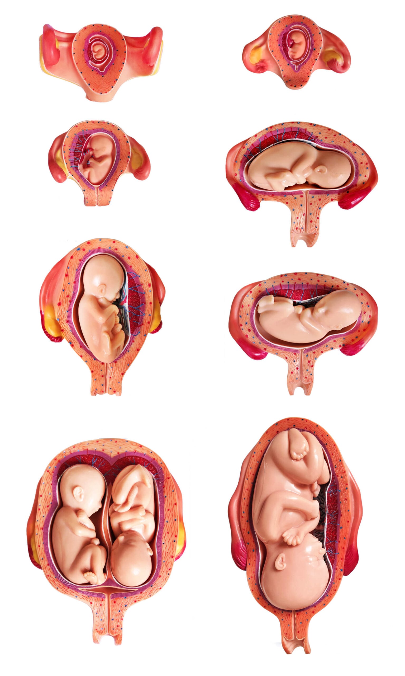 DS-50592 - Pregnancy Series, Life Size, 14 Parts Pregnancy Series, Life Size, 14 Parts