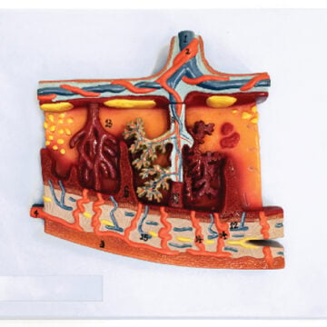 Section of Placenta Model, Enlarged, 1 Part