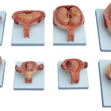Fetal Development Model (Half-Size)