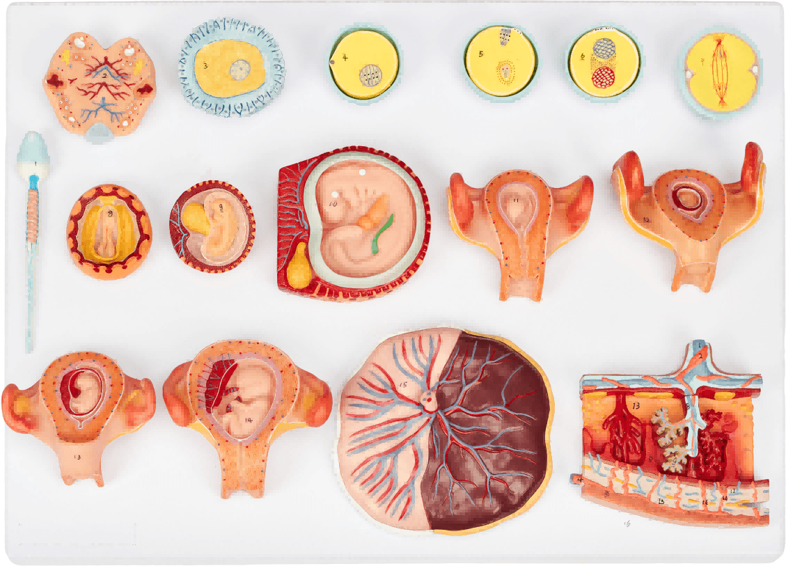 DS-50598 - Fertilization and Early Embryonic Development Model, 16 Parts Fertilization and Early Embryonic Development Model, 16 Parts