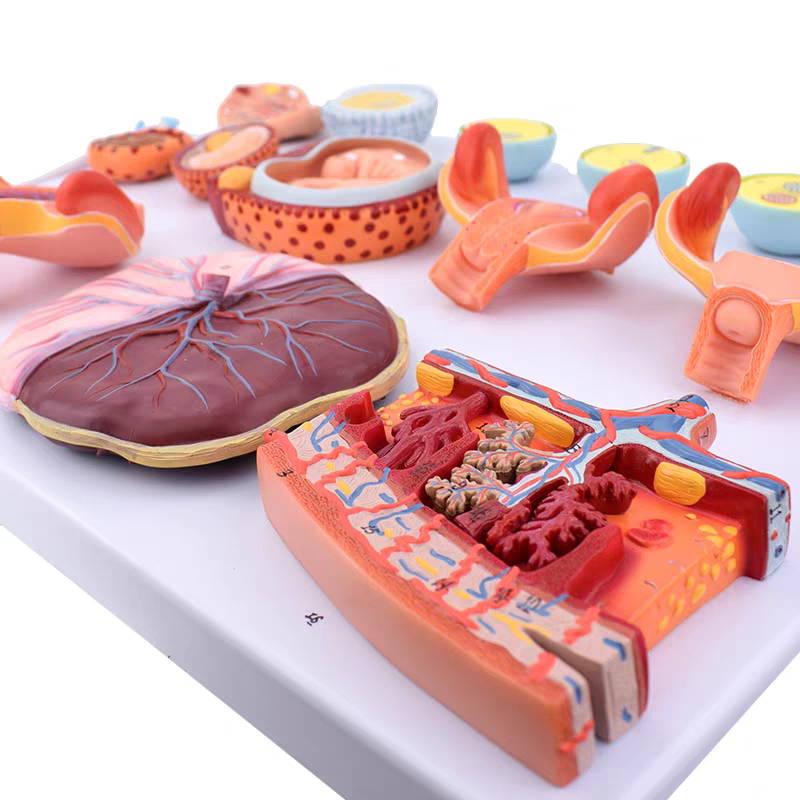 DS-50598 - Fertilization and Early Embryonic Development Model, 16 Parts Fertilization and Early Embryonic Development Model, 16 Parts