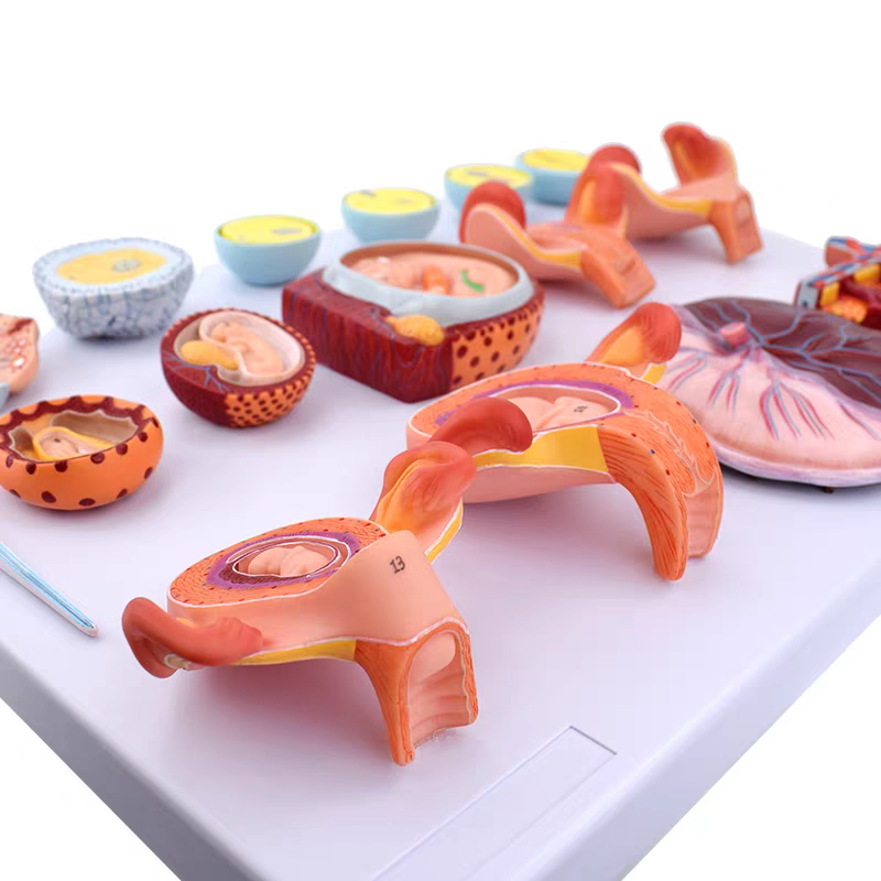 DS-50598 - Fertilization and Early Embryonic Development Model, 16 Parts Fertilization and Early Embryonic Development Model, 16 Parts