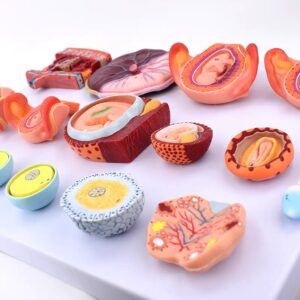 Fertilization and Early Embryonic Development Model, 16 Parts