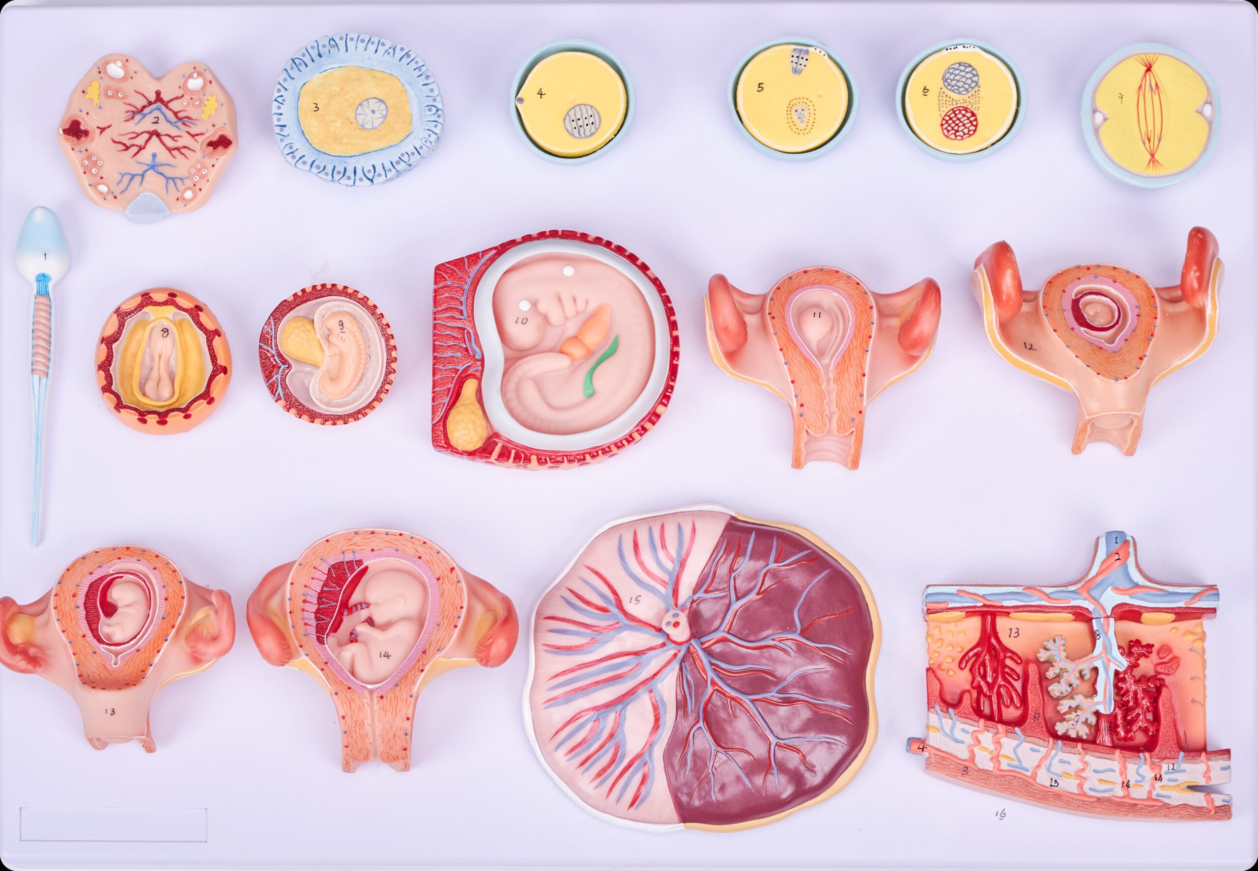 DS-50598 - Fertilization and Early Embryonic Development Model, 16 Parts Fertilization and Early Embryonic Development Model, 16 Parts