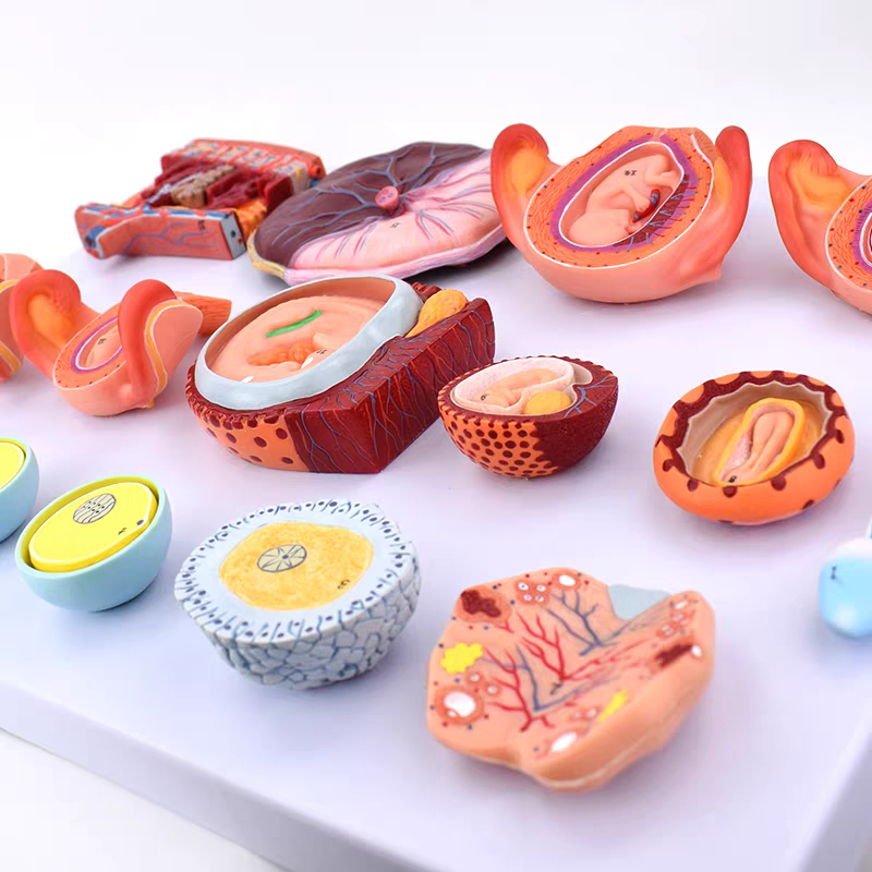 DS-50598 - Fertilization and Early Embryonic Development Model, 16 Parts Fertilization and Early Embryonic Development Model, 16 Parts