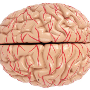 Brain with Arteries, Life Size, 2 Parts