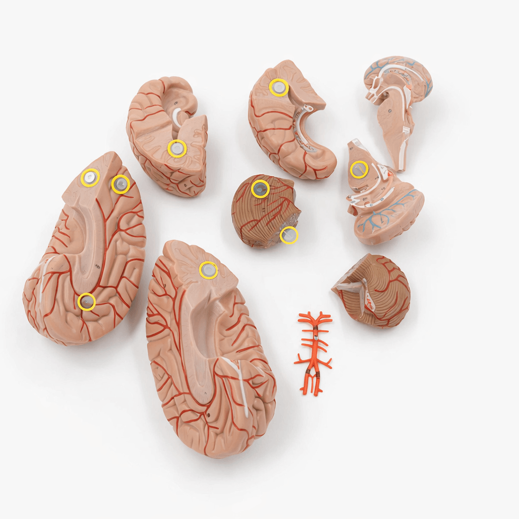 DS-50611 - Arterial Brain Model, 9 Parts Arterial Brain Model, 9 Parts