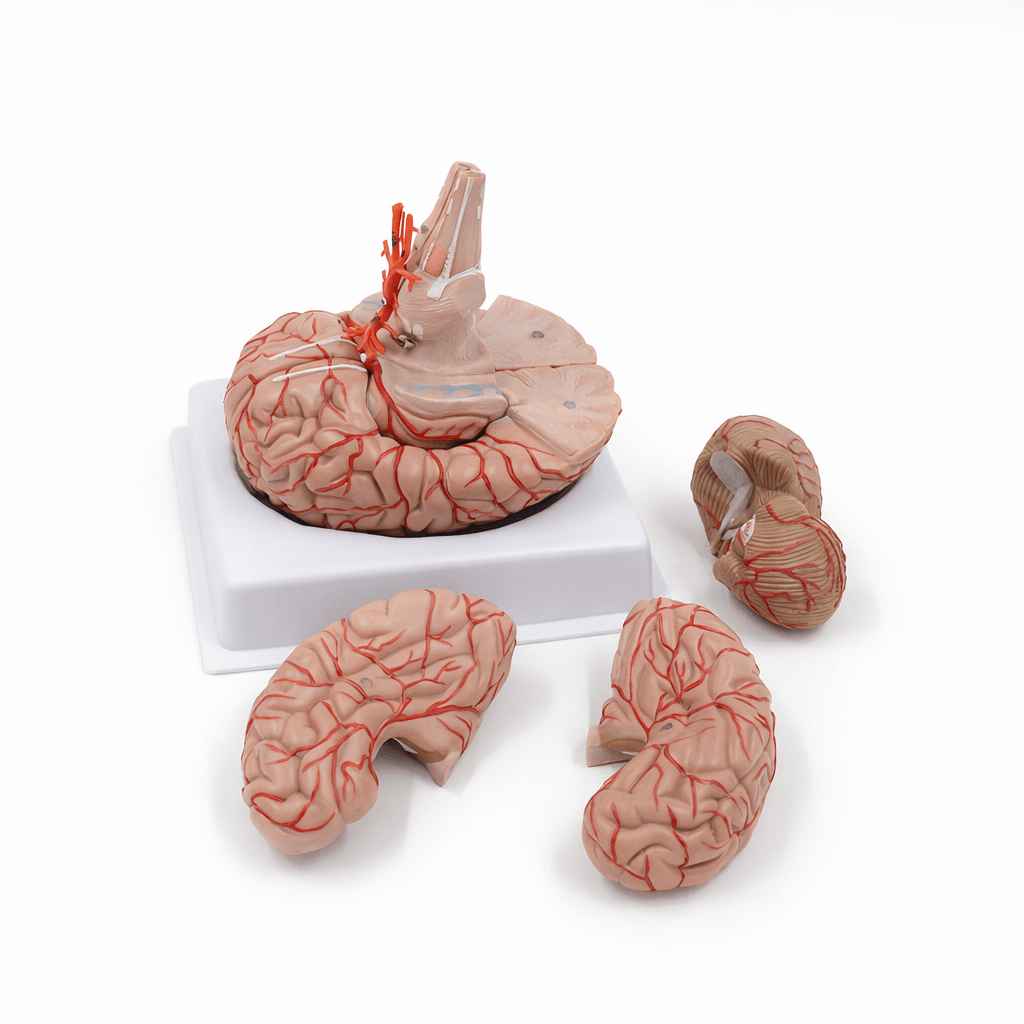 DS-50611 - Arterial Brain Model, 9 Parts Arterial Brain Model, 9 Parts