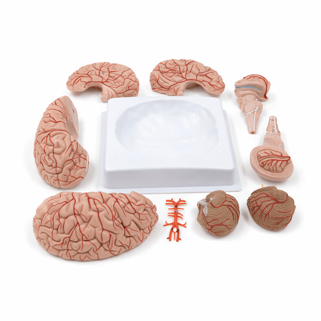 DS-50611 - Arterial Brain Model, 9 Parts Arterial Brain Model, 9 Parts