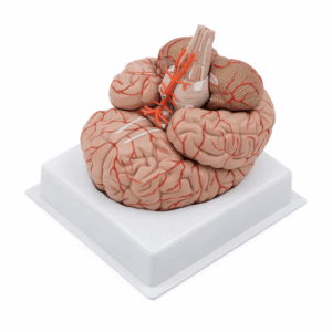 Arterial Brain Model, 9 Parts