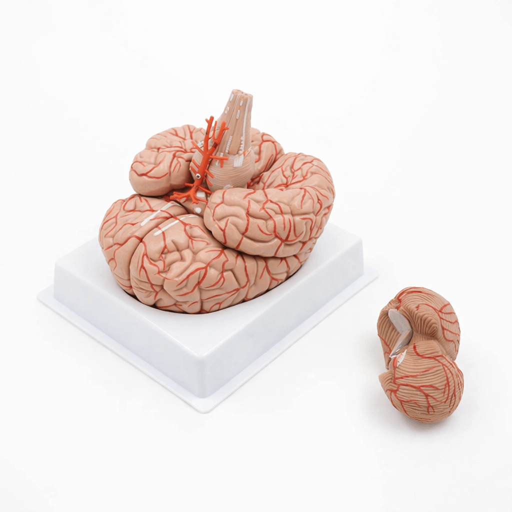 DS-50611 - Arterial Brain Model, 9 Parts Arterial Brain Model, 9 Parts