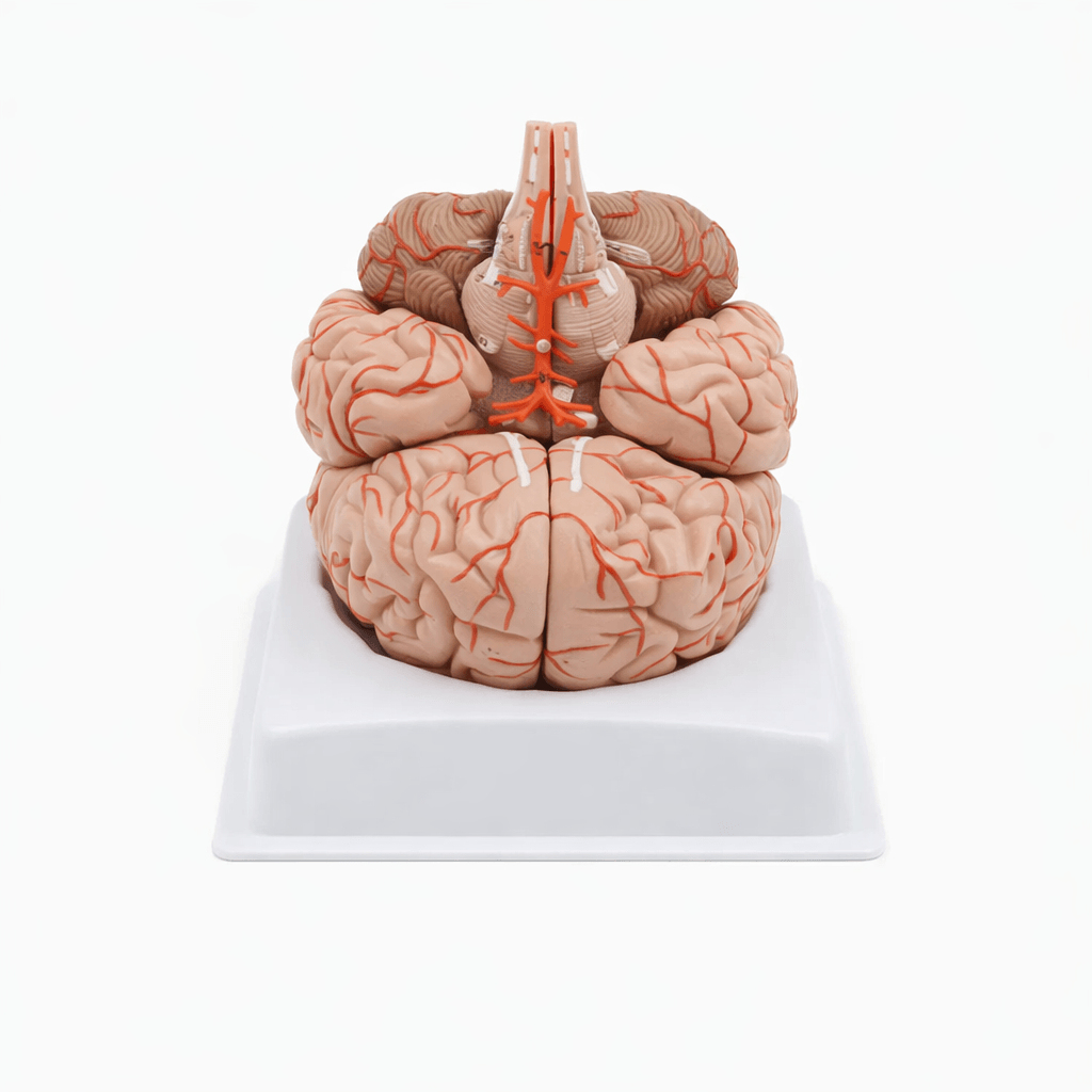 DS-50611 - Arterial Brain Model, 9 Parts Arterial Brain Model, 9 Parts