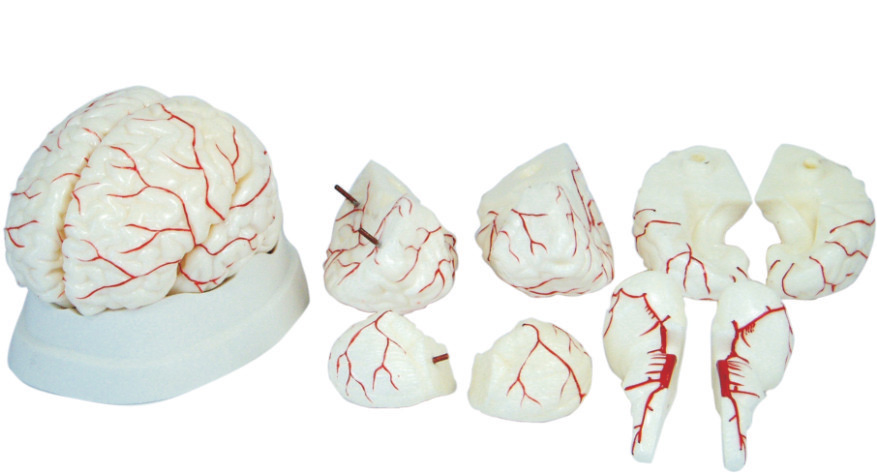 DS-50612 - Brain with Arteries Brain with Arteries