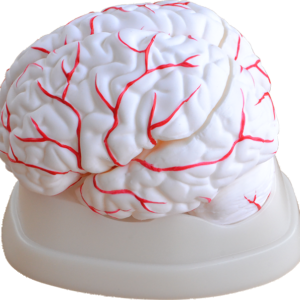 Brain with Arteries