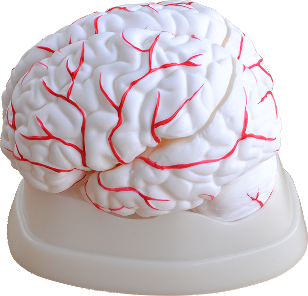 DS-50612 - Brain with Arteries Brain with Arteries
