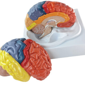 Brain with Functional Area Painted, Life Size, 2 Parts