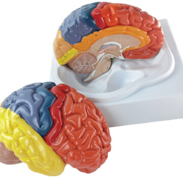 Brain with Functional Area Painted, Life Size, 2 Parts