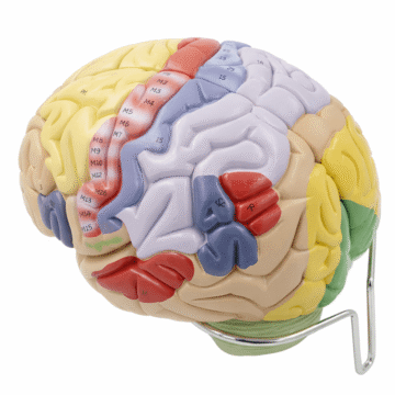 Brain Model (1.5× Enlarged), 4 Parts
