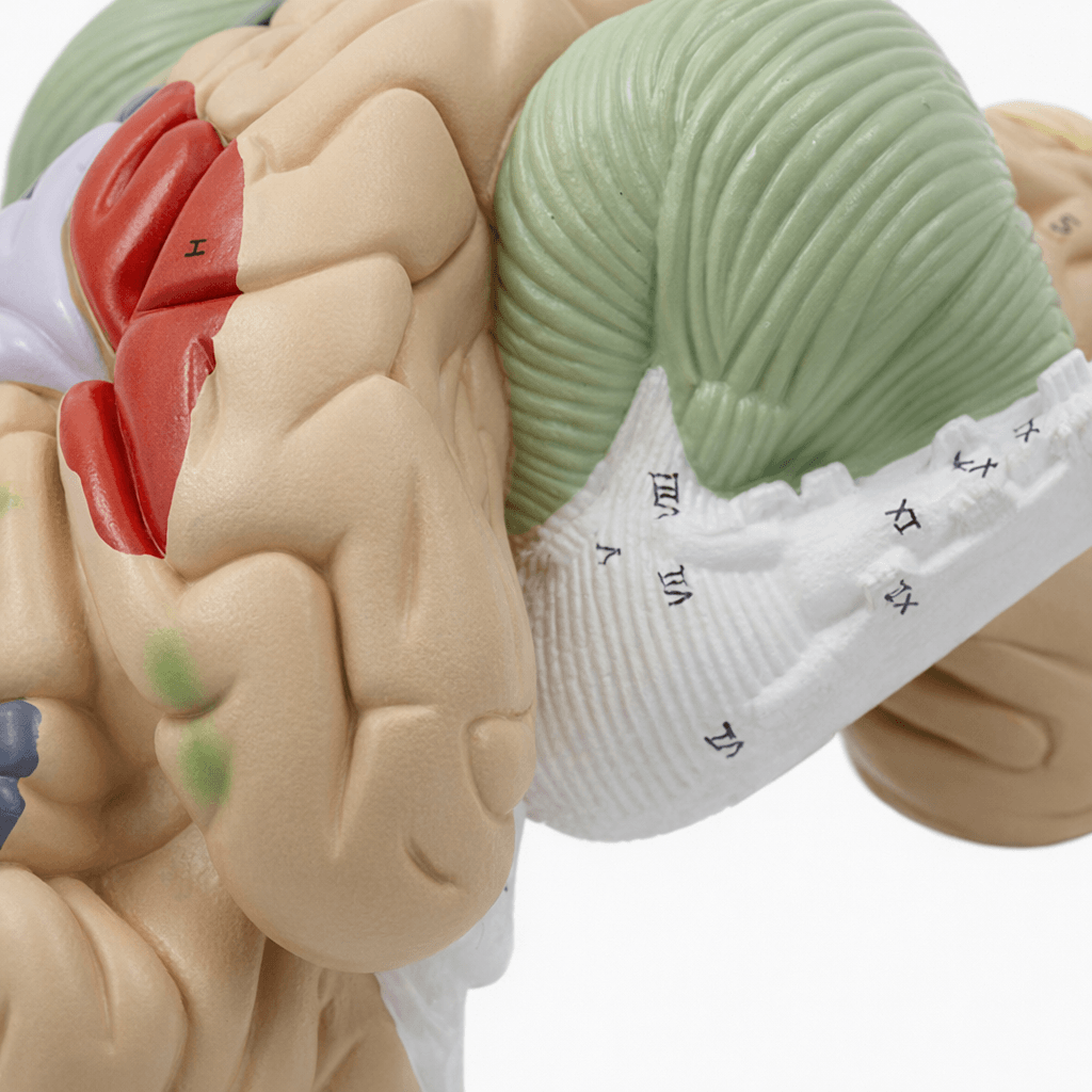 DS-50614 - Brain Model (1.5× Enlarged), 4 Parts Brain Model (1.5× Enlarged), 4 Parts