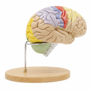Brain Model (1.5× Enlarged), 4 Parts