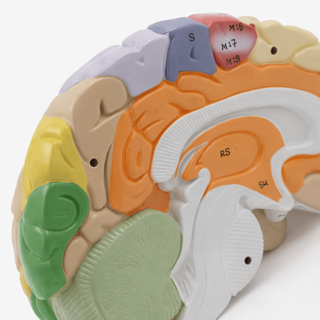 DS-50614 - Brain Model (1.5× Enlarged), 4 Parts Brain Model (1.5× Enlarged), 4 Parts
