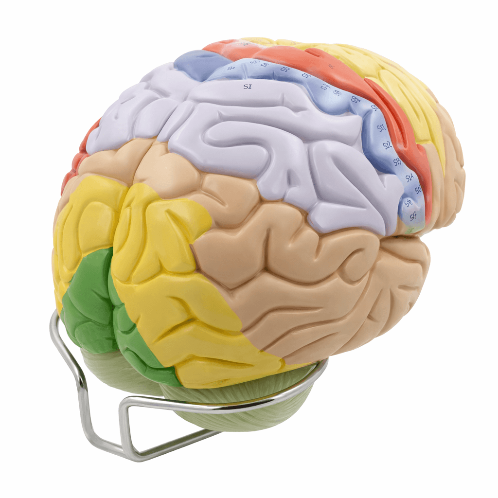 DS-50614 - Brain Model (1.5× Enlarged), 4 Parts Brain Model (1.5× Enlarged), 4 Parts