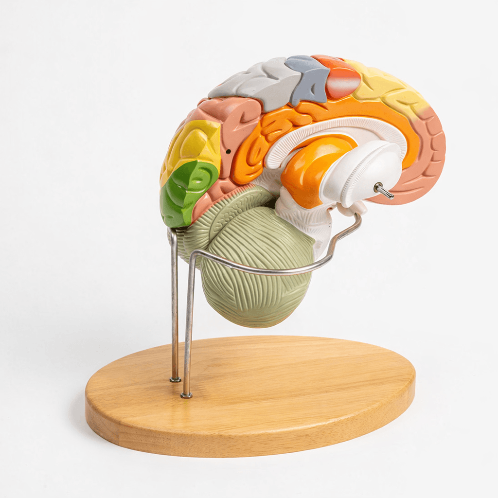 DS-50614 - Brain Model (1.5× Enlarged), 4 Parts Brain Model (1.5× Enlarged), 4 Parts