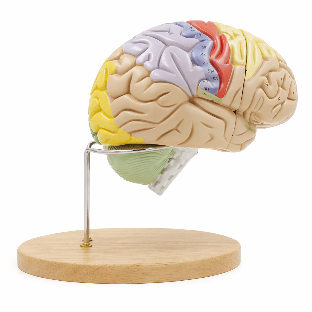 DS-50614 - Brain Model (1.5× Enlarged), 4 Parts Brain Model (1.5× Enlarged), 4 Parts