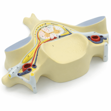 Fifth Cervical Vertebra with Spinal Cord and Nerves