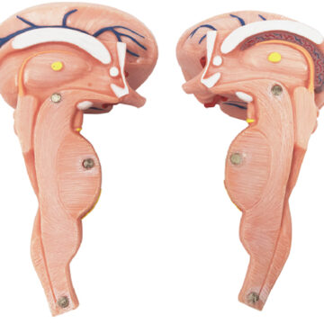 Brainstem Model (3x Enlarged), 2 Parts