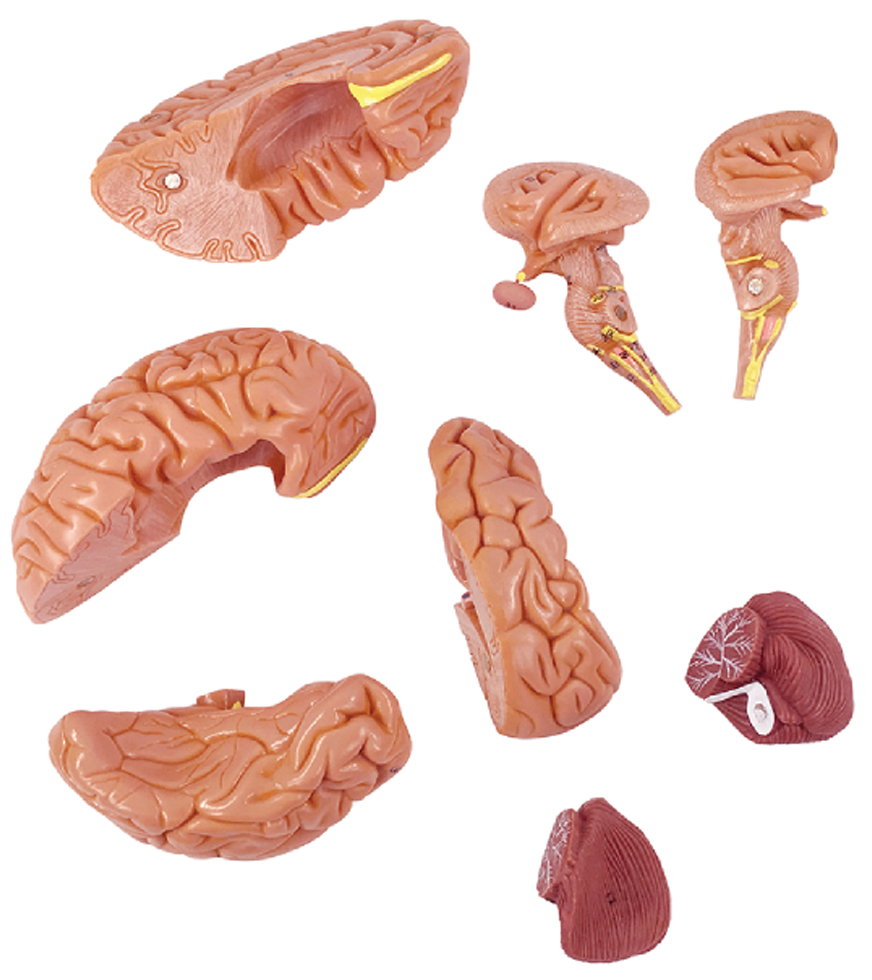DS-50617 - Brain with Arteries on Base, Life Size, 8 Parts Brain with Arteries on Base, Life Size, 8 Parts