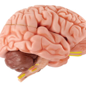 Brain with Arteries on Base, Life Size, 8 Parts