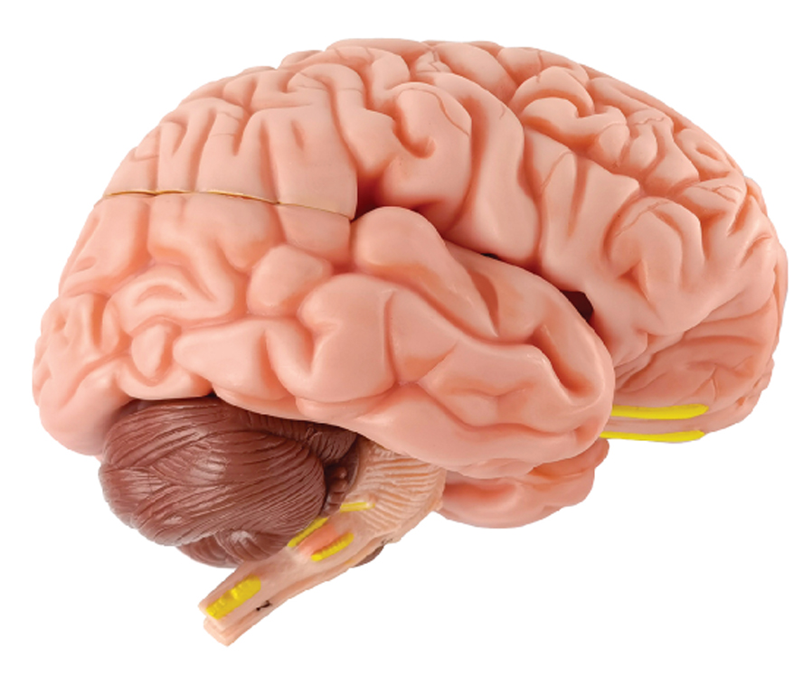 DS-50617 - Brain with Arteries on Base, Life Size, 8 Parts Brain with Arteries on Base, Life Size, 8 Parts