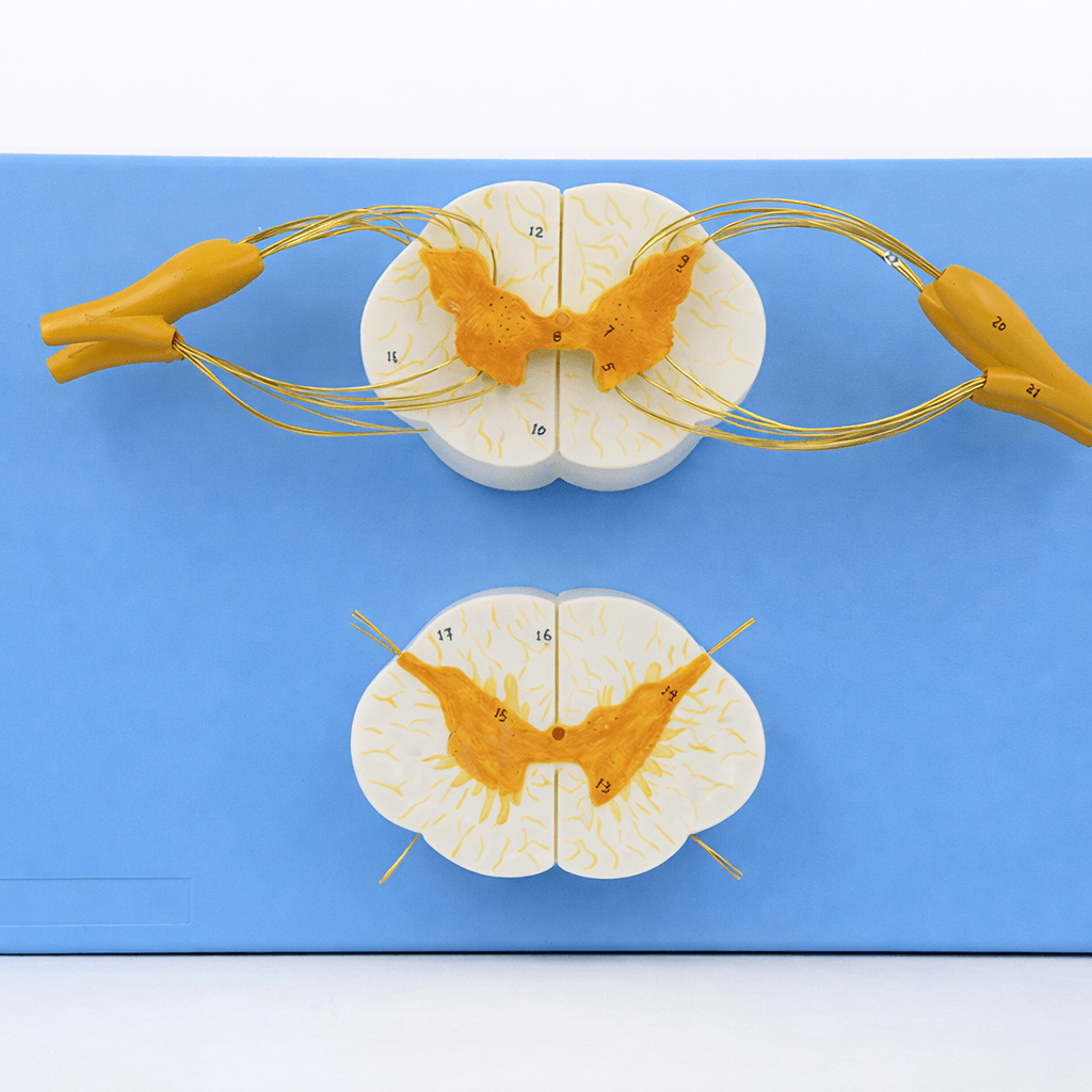 DS-50621 - Spinal Cord and Spinal Nerve Model, 2 Parts Spinal Cord and Spinal Nerve Model, 2 Parts